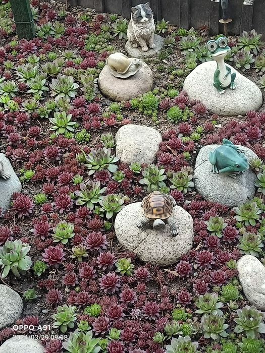 Цветы"каменная роза"