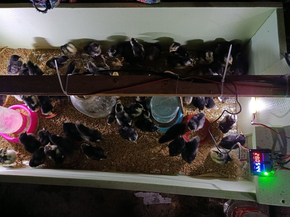 Inkubator 12v/220votli ishlaykon
