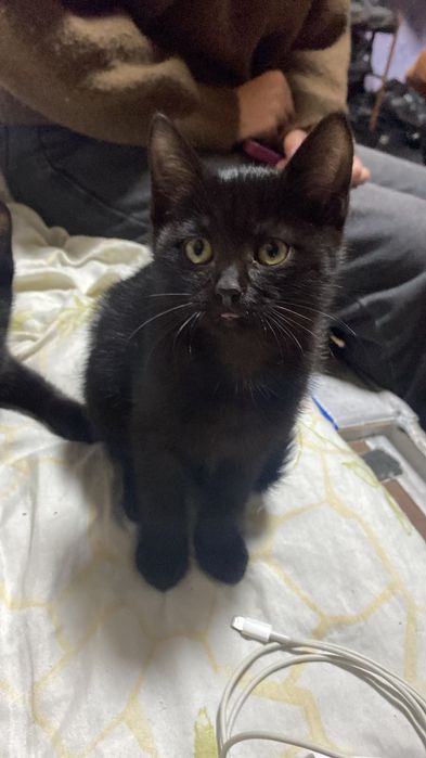 Котята ищут дом!