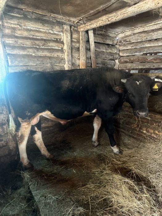 Продам быков …..