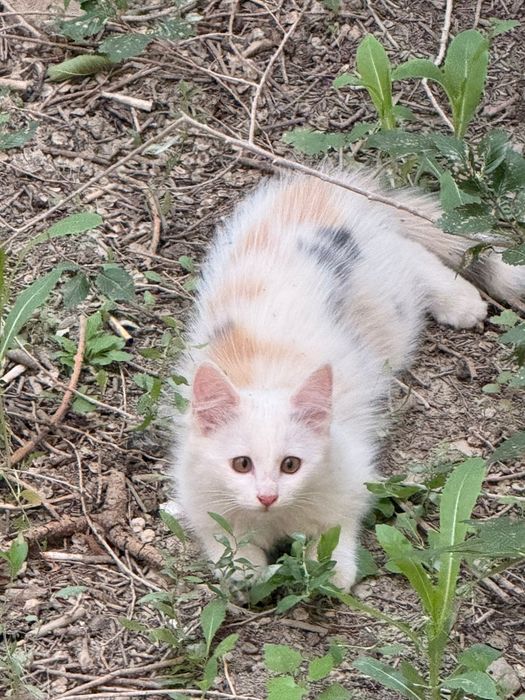 Ищем дом для  котенка