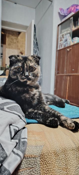 Ищем кота на Вязку