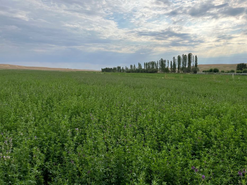 Сена для скота!!!