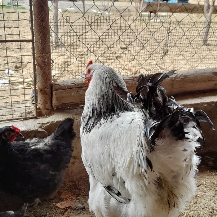 Brama Gigant xorozlar yeb ichiwi zór