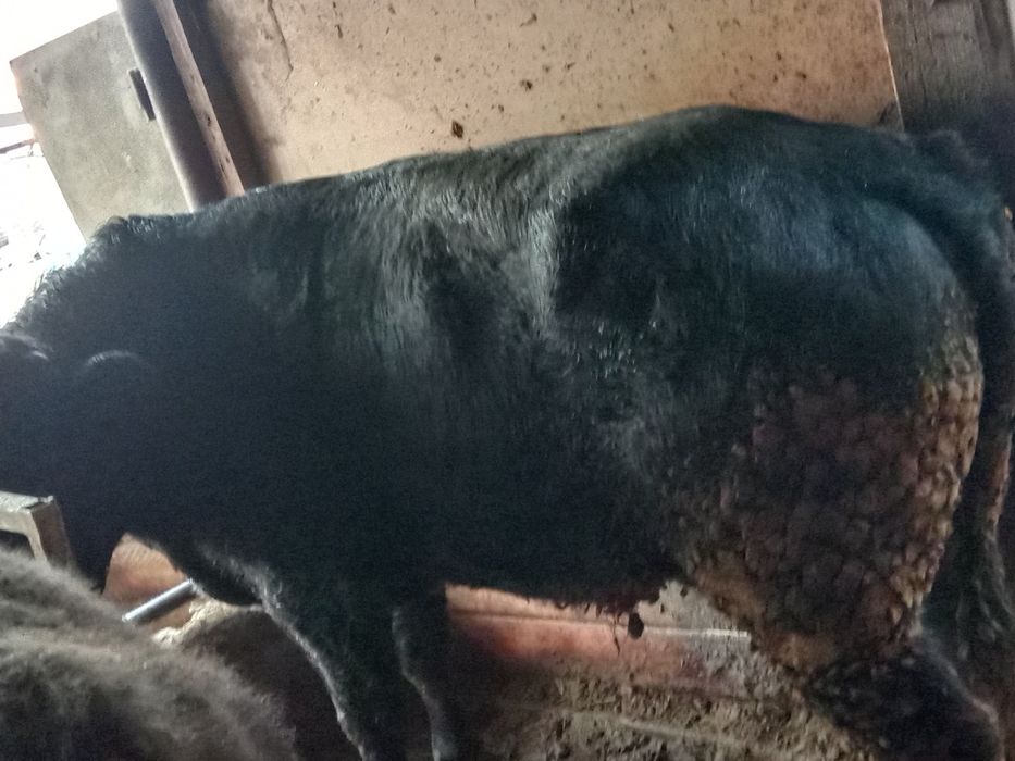 Продам быка Ангус