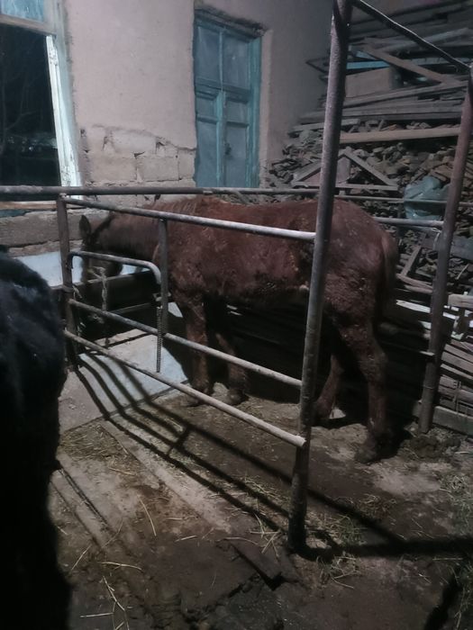 Toy sotiladi arzon narhlarda