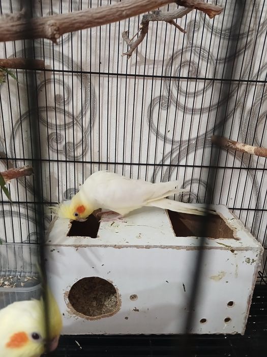 Продам кареллу мальчик 10000