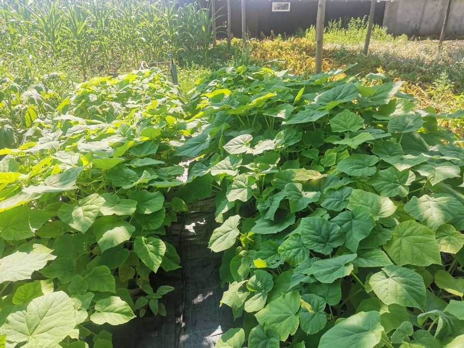 Pawluonia , Arbore de mătase, catalpa