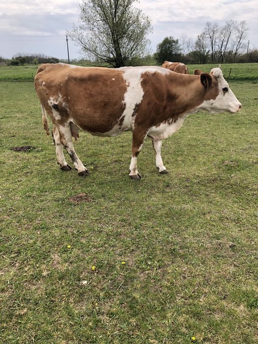 De vânzare 3 vaci bălțate