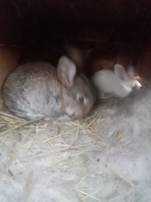 Прода  крольчат .