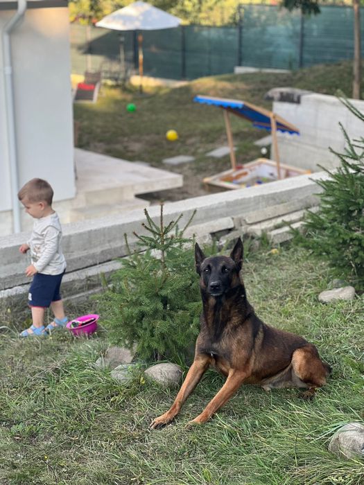Pui Ciobanesc Belgian Malinois