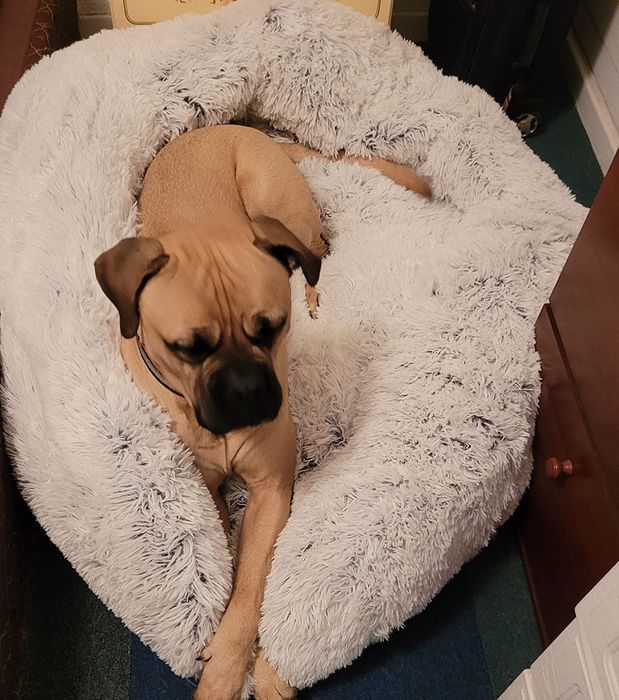 Легло за домашни любимци, за кучета и котки 76х76 см, Best Friends by