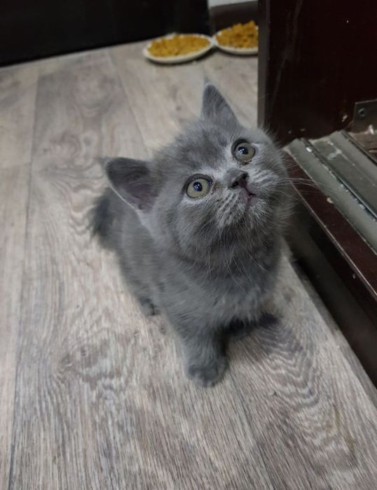 Кросивые котята, 1.5 мес девочки