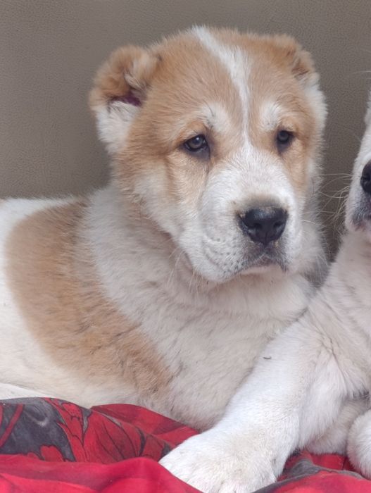 Эксклюзивные  мощные супер Алабайчики