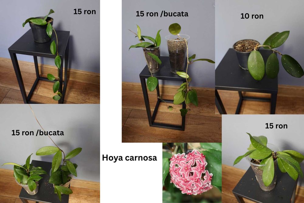 Plante de apartament