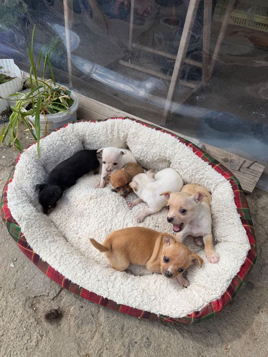 Чихупинчери пинчер