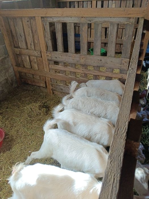 Козлы, Козлята на мясо