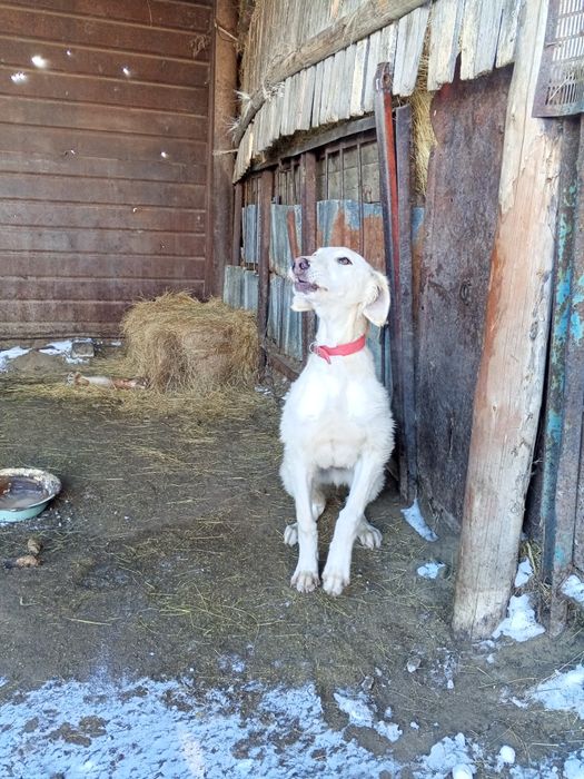 Щенок тазы возраст месяцев