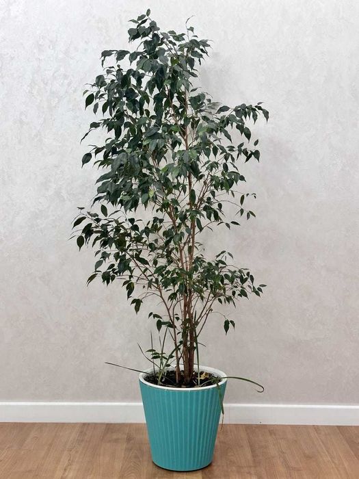 Комнатные цветы для дома и офиса