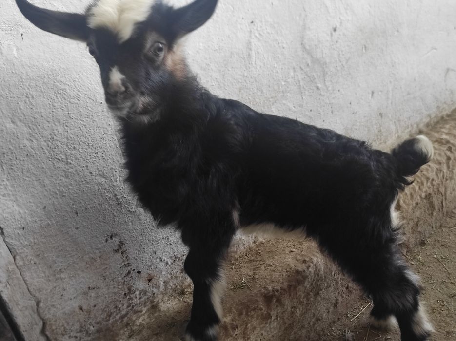 Продам козочку породы