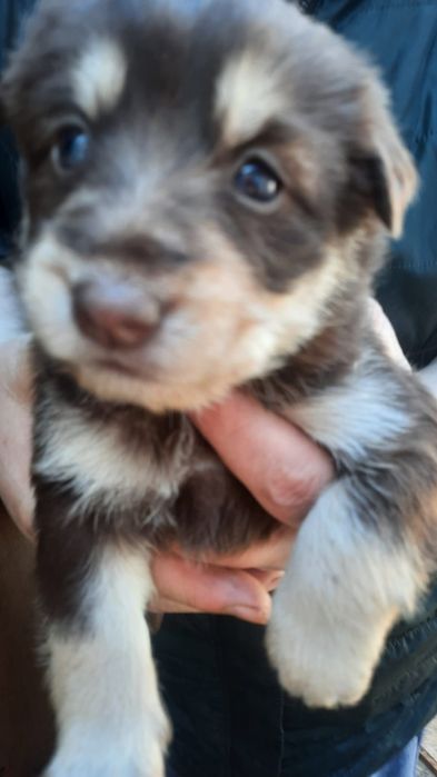 Отдам в добрые руки