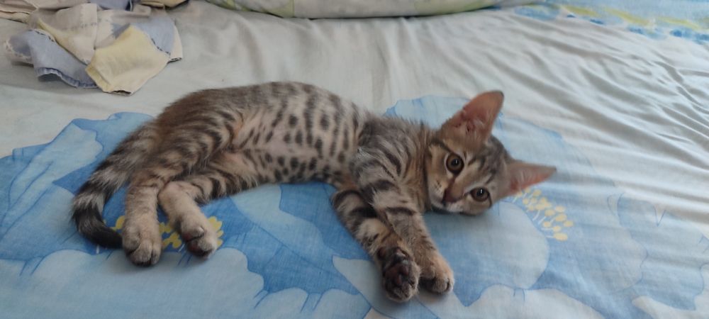 Отдадим котенка в добрые руки