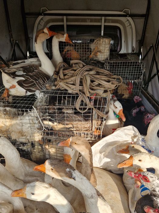 Sergili dehqon bozorolida horoz kurka quyon goz ordek sotiladi