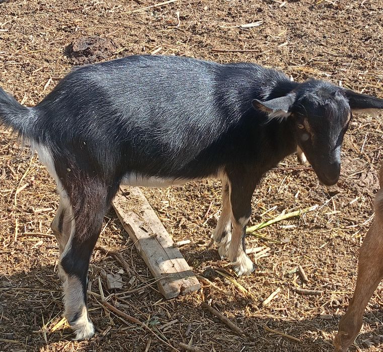 Альпийская  козочка