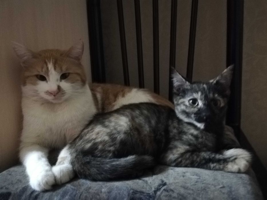 Потерялся кот Рыжик