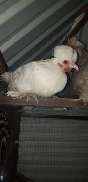 Япон товук тухимлари жужа очириш учун