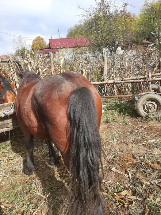 Se vinde carlan atentie pretul se spune im privat