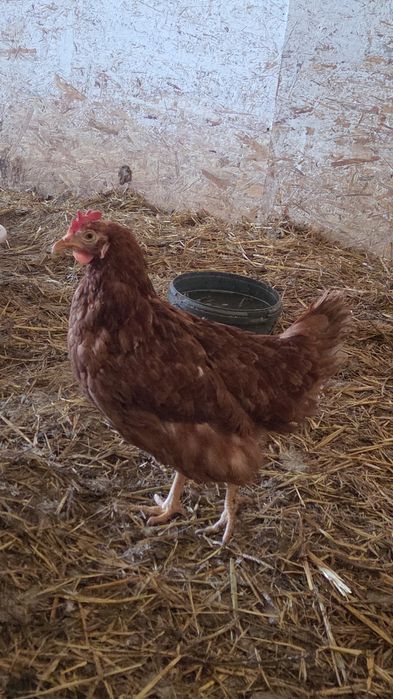 Gaini rosii ouătoare