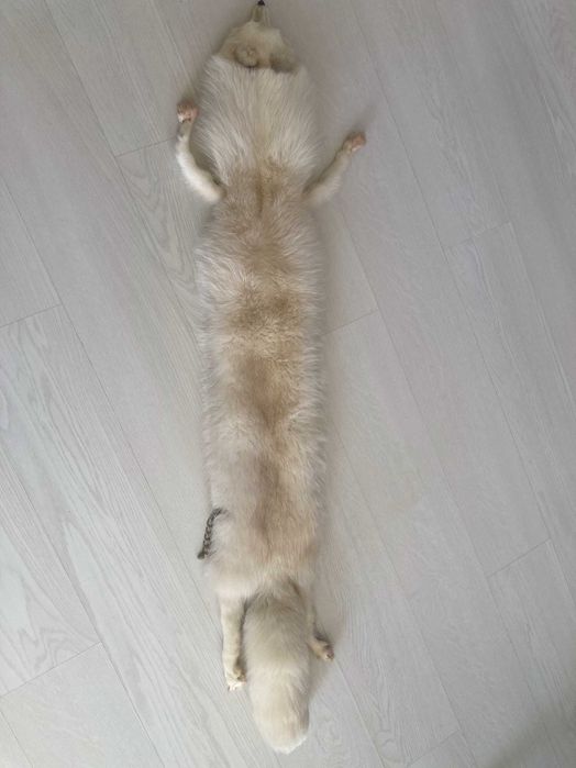 яка/кожа от сребърна лисица