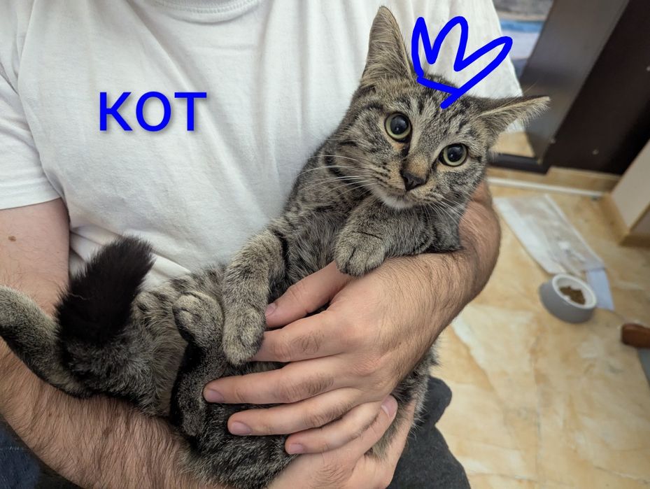 Котятки! В добрые руки