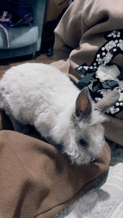 Срочно     продам     кролика