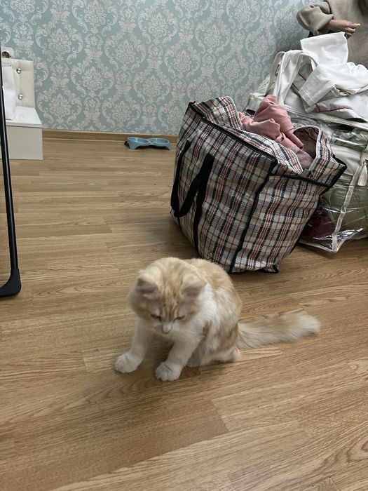 Котенок в добрые руки
