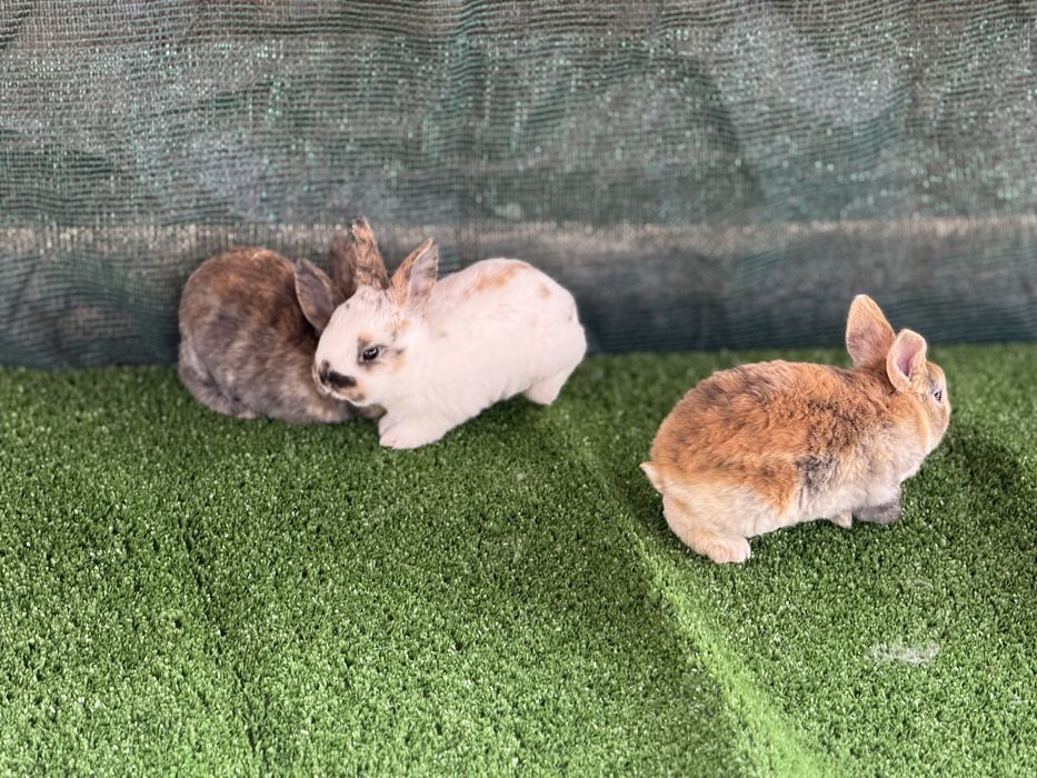 Зайци от породата Рекс