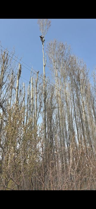 Обрезка деревьев спилить дерево дарахт кесиш хизмати бензопила услуги