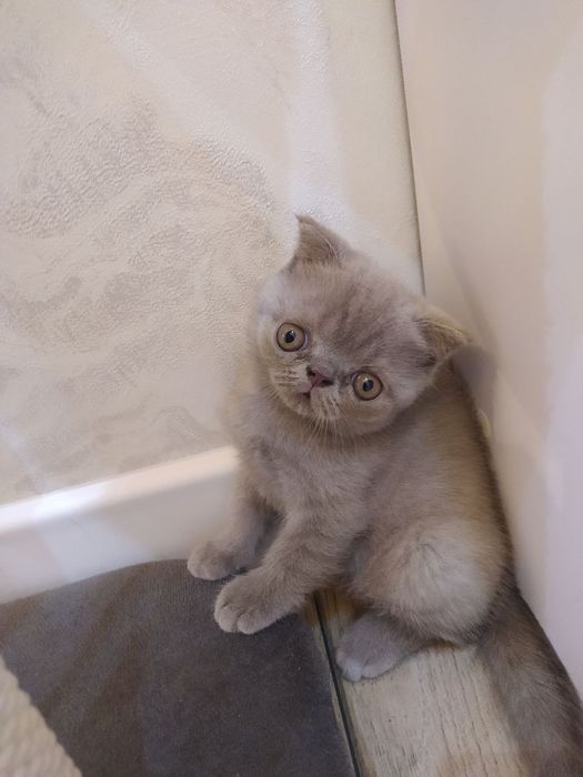 Продаются домашние котята