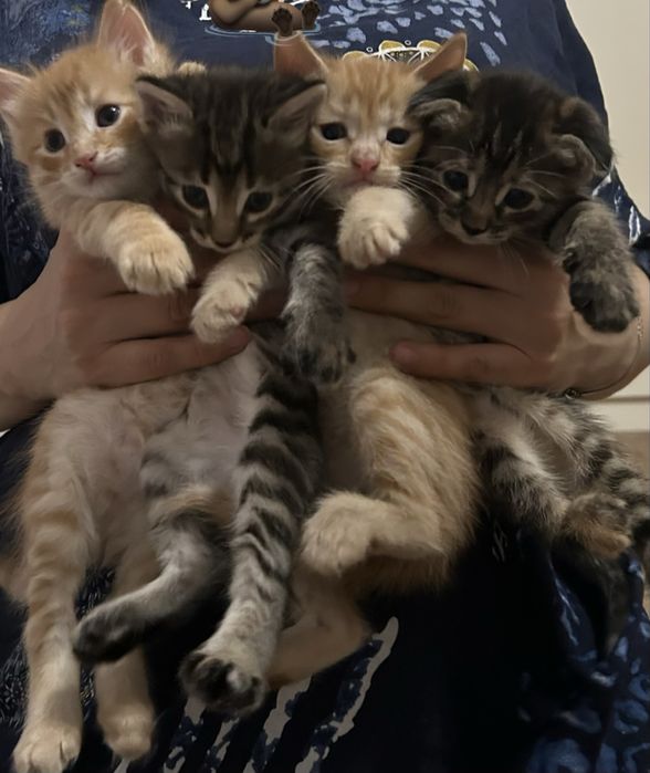Отдаю котят в добрые руки!