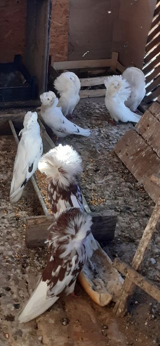 Porumbei zburatori,jucatori,misirli si maria stuard.