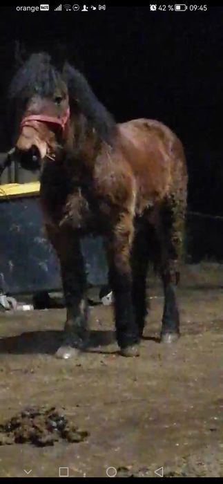 Vând sau schimb o manza de 4 ani și una de  un an și 2 luni