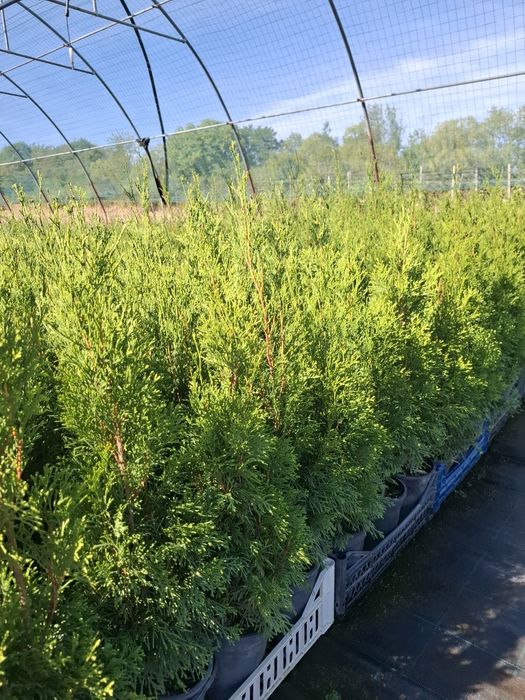 Producator vand tuia Smaragd 60-70 cm