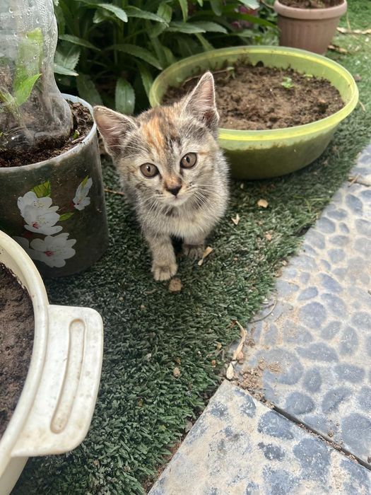 Котенок ищет дом