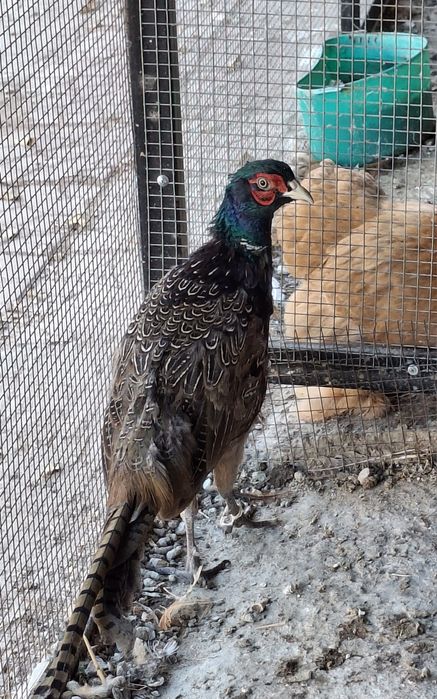 Продаётся фазаны