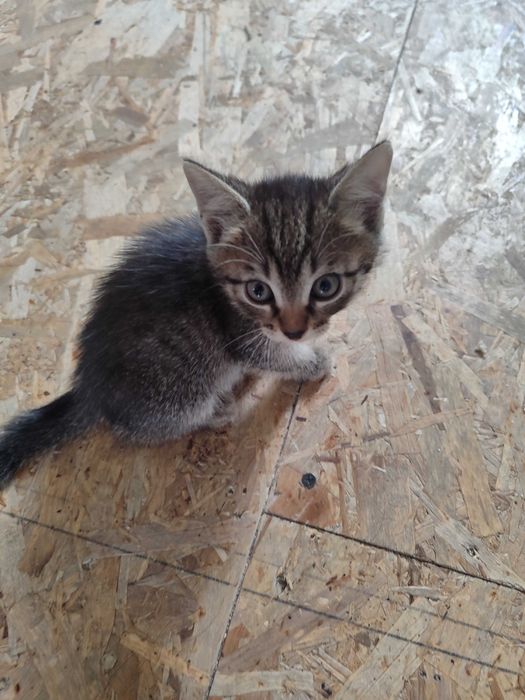 Отдам милых котят