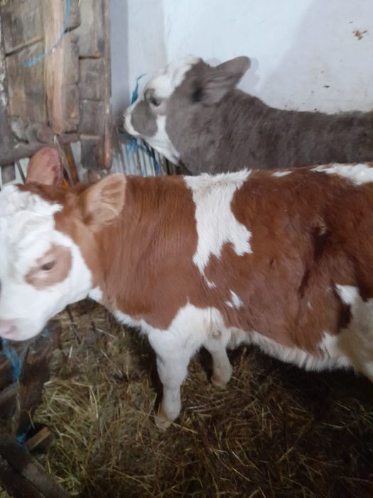 Taurasi și vitele baltati