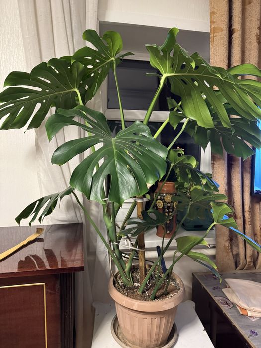 Продаю Монстера высота 1,2 м