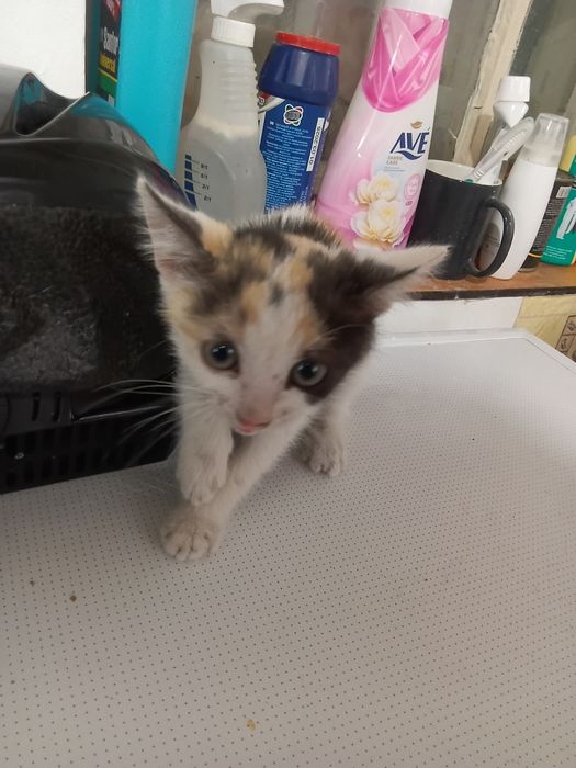 Отдам котят в хорошие руки