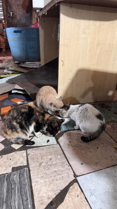 кошка с котенком